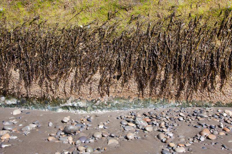 Algae On Base Of Rock